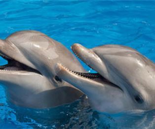 Encuentro con delfines en Nuevo Vallarta