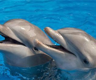 Nado con delfines en Riviera Maya