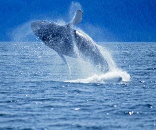 Avistamiento de ballenas en Puerto Vallarta