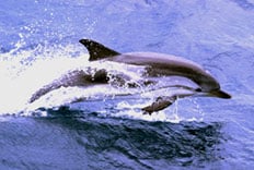 Paquete de Delfines de nuestro hotel en Puerto Vallarta 