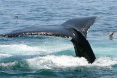 Paquete de Avistamiento de Ballenas en Puerto Vallarta