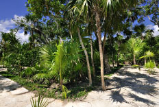 Cruce de Jungla en Riviera Maya Quintana Roo