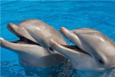 Paquete nade con delfines en Quintana Roo